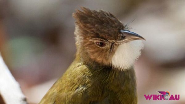 Daftar Harga Burung Cucak Jenggot Bulan Ini Terbaru