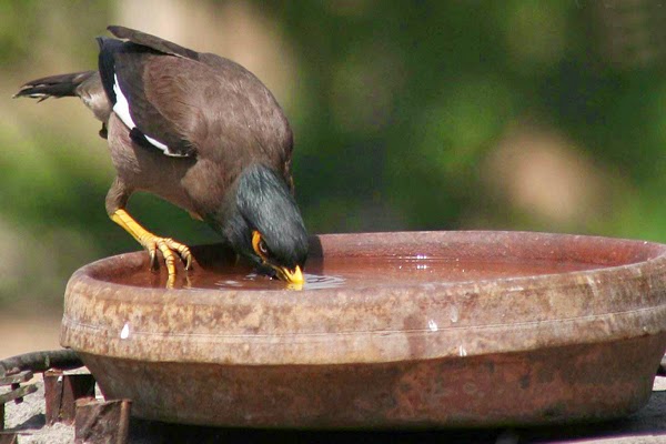 air minum burung