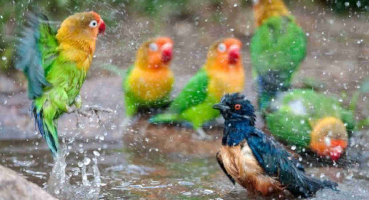 burung lovebird mandi di alam