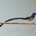 burung murai batu