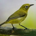 burung pleci