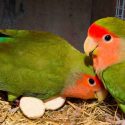 cara ternak lovebird