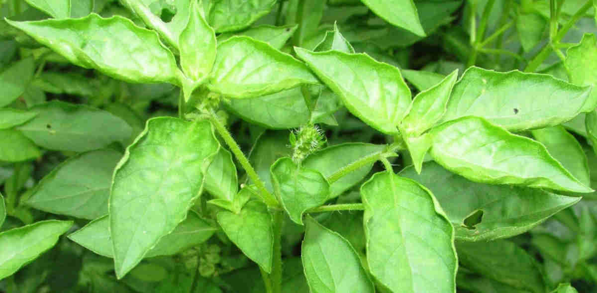 daun kemangi