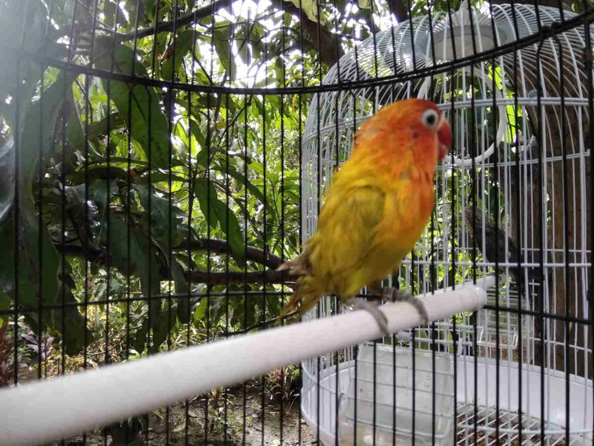 Walaupun sudah dipelihara dari kecil atau lolohan 7 Cara Mengatasi Lovebird Galak Dan Suka Menggigit Tangan