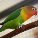 lovebird dikarantina