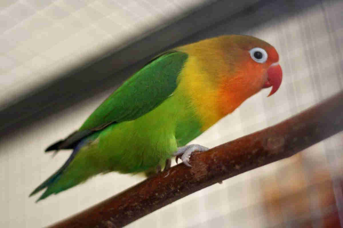 lovebird dikarantina