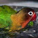 lovebird mandi
