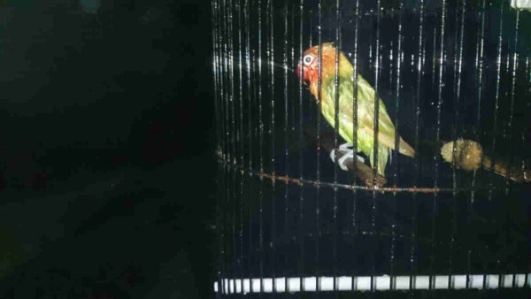 15 Fakta Menarik Tentang Burung Lovebird Yang Wajib Diketahui