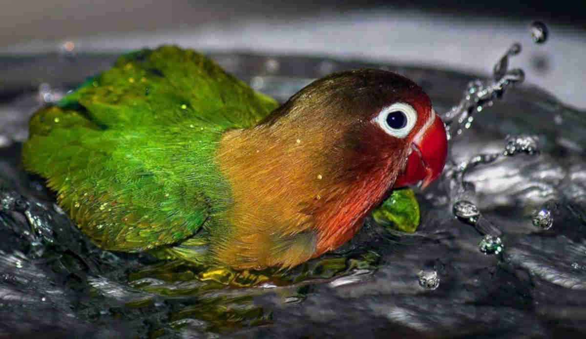 lovebird mandi