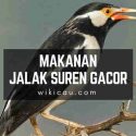 makanan jalak suren