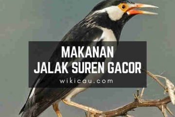 Cara Membedakan Jalak Suren Jantan Dan Betina (100% Akurat)