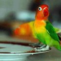 makanan lovebird
