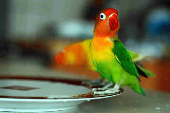 makanan lovebird