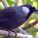 burung poksay hongkong
