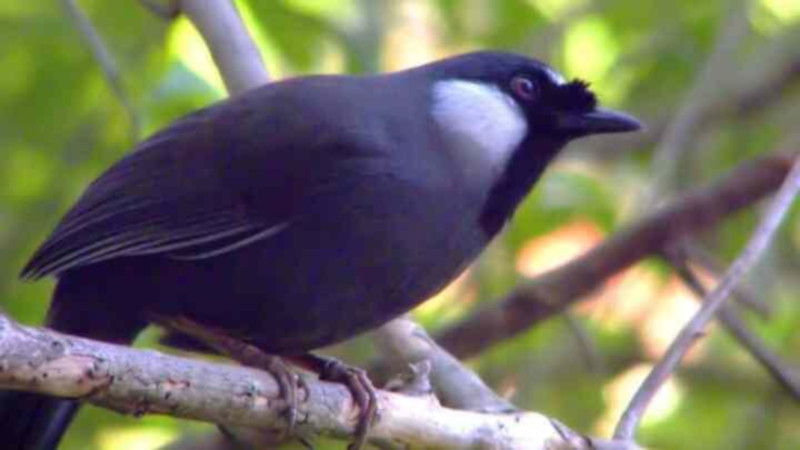 burung poksay hongkong