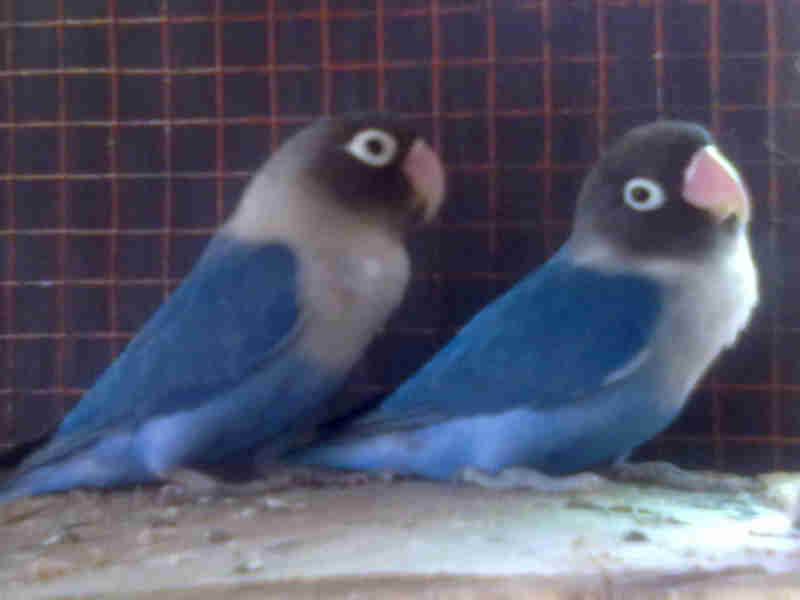 Jenis Lovebird Berdasarkan Warnanya - Lovebird Biru Violet