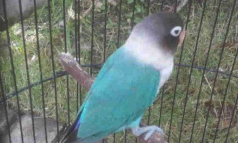 Jenis Lovebird Berdasarkan Warnanya - Lovebird Cobalt Biru