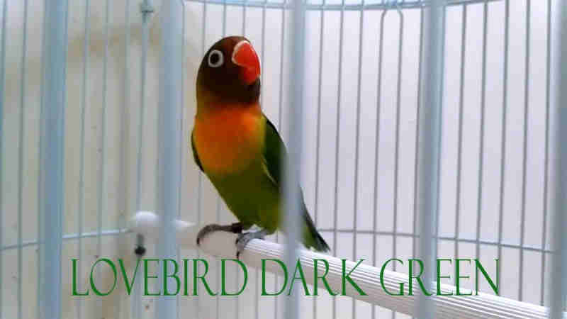Jenis Lovebird Berdasarkan Warnanya - Lovebird Dark Green