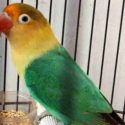 Jenis Lovebird Berdasarkan Warnanya - Lovebird Hijau