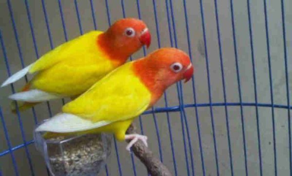 15 Fakta Menarik Tentang Burung Lovebird Yang Wajib Diketahui