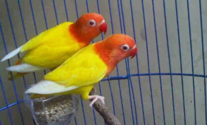 Jenis Lovebird Berdasarkan Warnanya - Lovebird Paskun Pastel Kuning