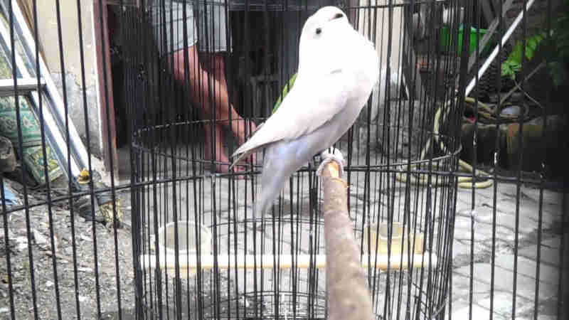 Jenis Lovebird Berdasarkan Warnanya - Lovebird Pasput Pastel Putih