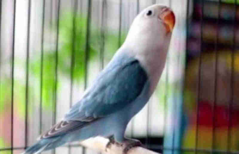 Jenis Lovebird Berdasarkan Warnanya - Lovebird Pastel Biru