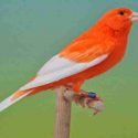 cara merawat burung kenari biar gacor