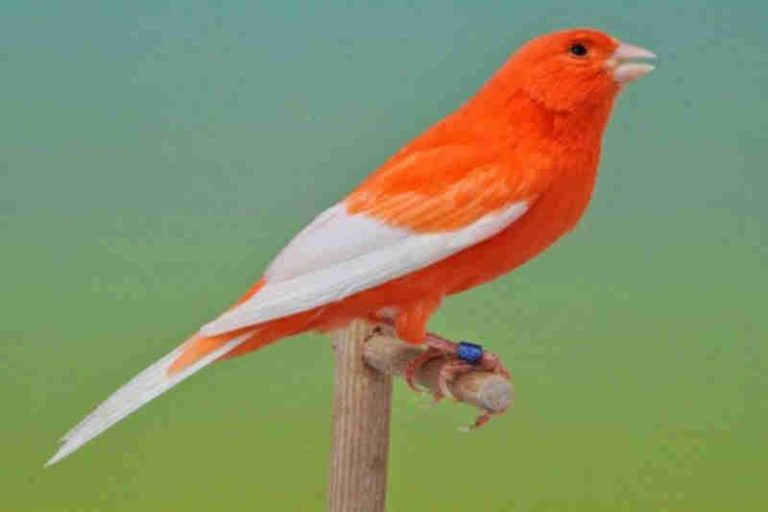 Kenari ASF, F1, AF, YS, Dan Lokal Apa Saja Perbedaannya?