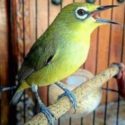 cara merawat burung pleci