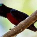 cara merawat kolibri ninja