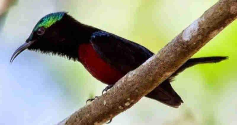 cara merawat kolibri ninja