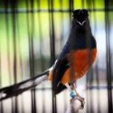 fakta burung murai batu