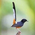 fakta burung murai batu