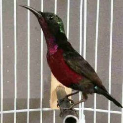 kolibri ninja biar cepat gacor