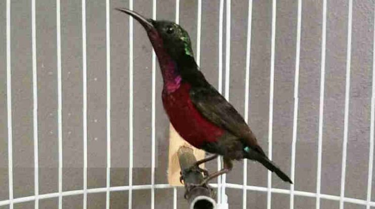 kolibri ninja biar cepat gacor