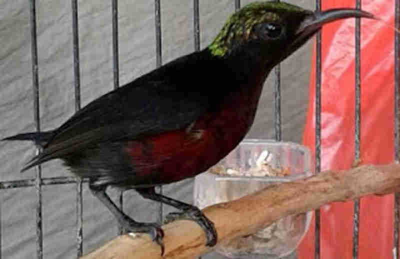 kolibri ninja gacor bongkar isian