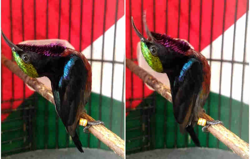 kolibri ninja jantan