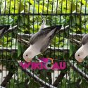 lovebird biola euwing vio