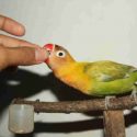lovebird galak menggigit