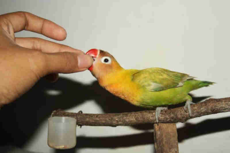 lovebird galak menggigit