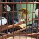 burung pleci didalam sangkar