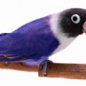 lovebird violet