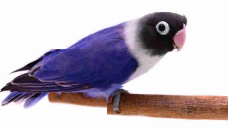 lovebird violet