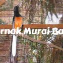 Cara Ternak Burung Murai Batu