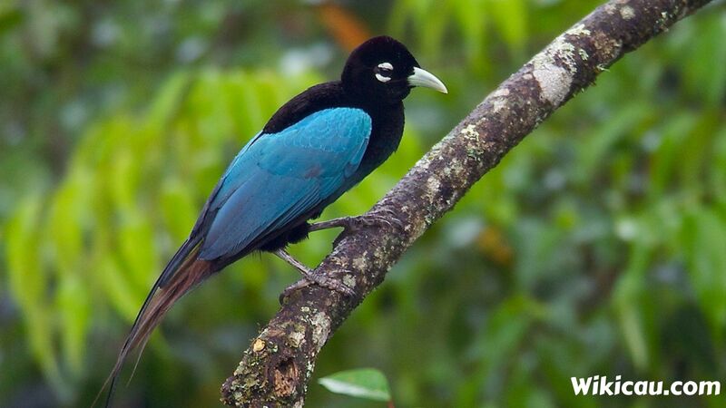 100 Gambar Burung Jalak Bali Dan Penjelasannya Gratis Terbaru