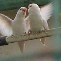 lovebird albino mata hitam