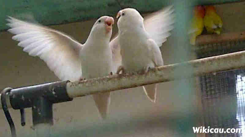 lovebird albino mata hitam