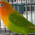 lovebird kepala emas