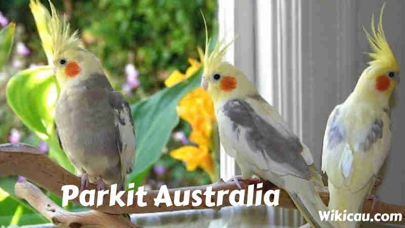 burung parkit australia